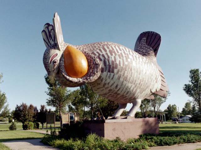 world's largest, booming, prairie chicken, Rothsay