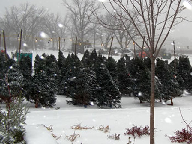 A Guide to Cut-Your-Own Christmas Tree Farms – WCCO | CBS Minnesota