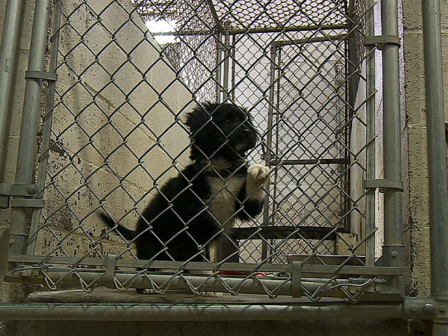 animal shelters mn