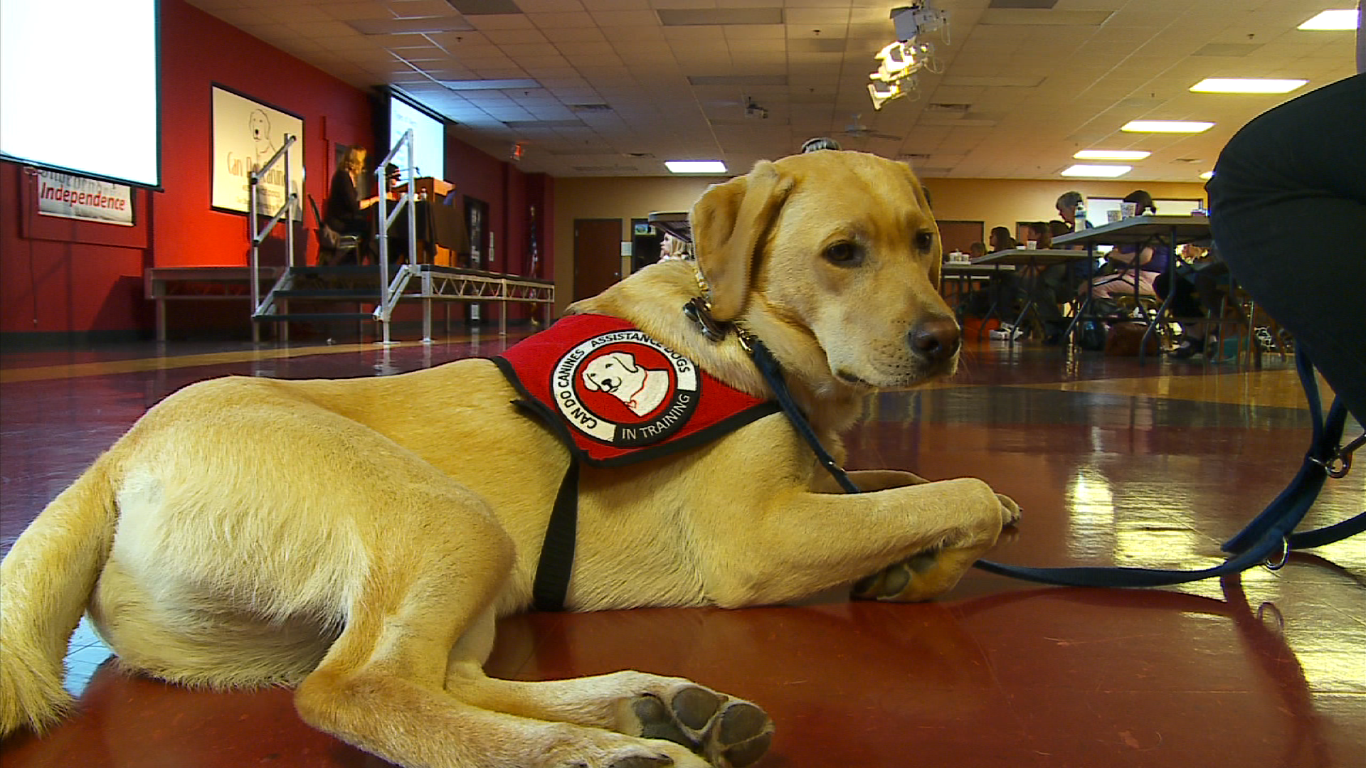 Service Dogs Can Also Assist Diabetics WCCO CBS Minnesota