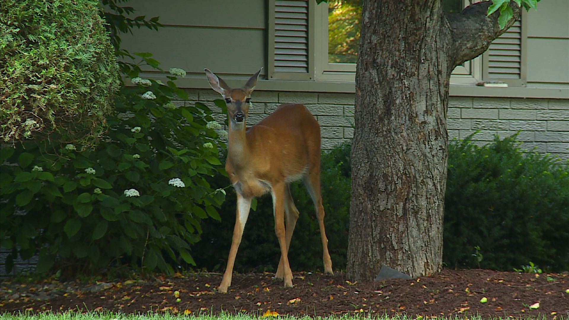 How To Keep Deer Away From Your Garden Wcco Cbs Minnesota