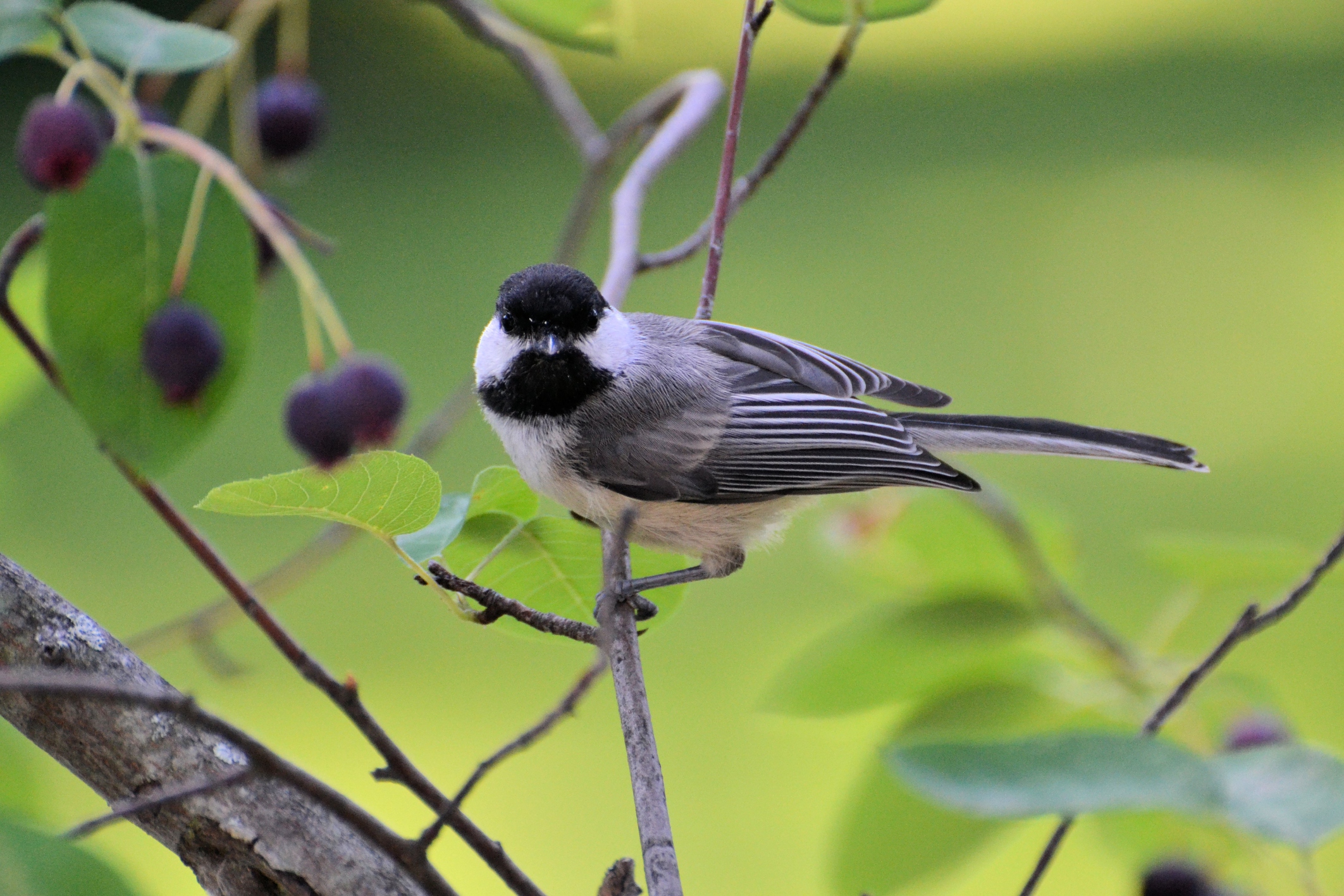 Best Places For Bird Watching Near Minnesota - WCCO | CBS Minnesota
