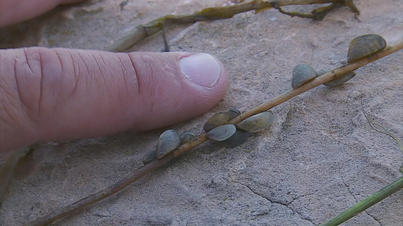 DNR: ‘Substantial’ Amount Of Zebra Mussel Larvae Found In Lake Of The Woods - WCCO | CBS Minnesota