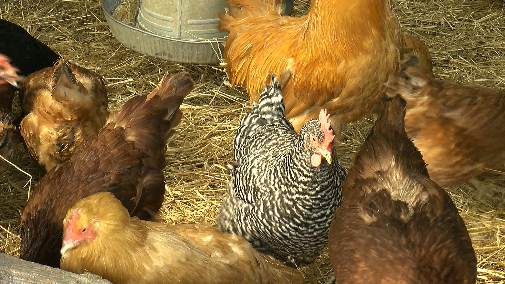 Coon Rapids Joining Cities To Legalize Raising Chickens Wcco