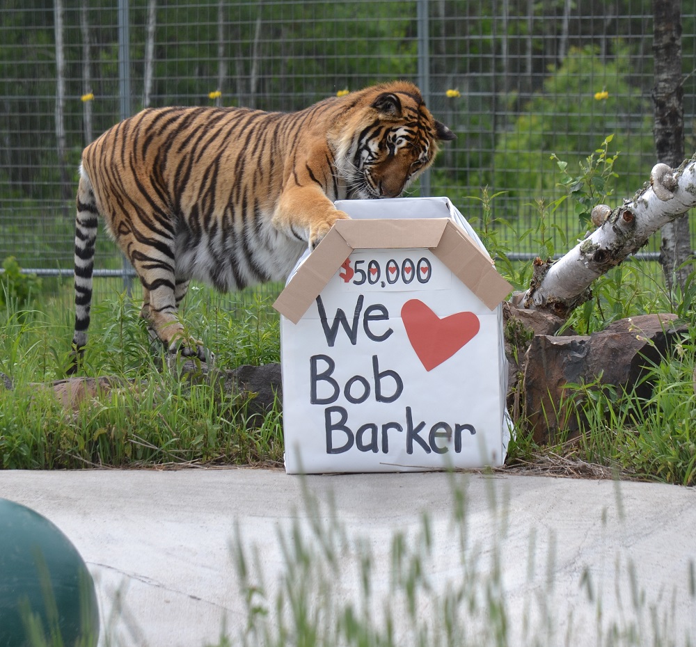 Zeus shows his appreciation to Barker by playing with a cardboard box filled with some treats! (credit: The Wildcat Sanctuary)