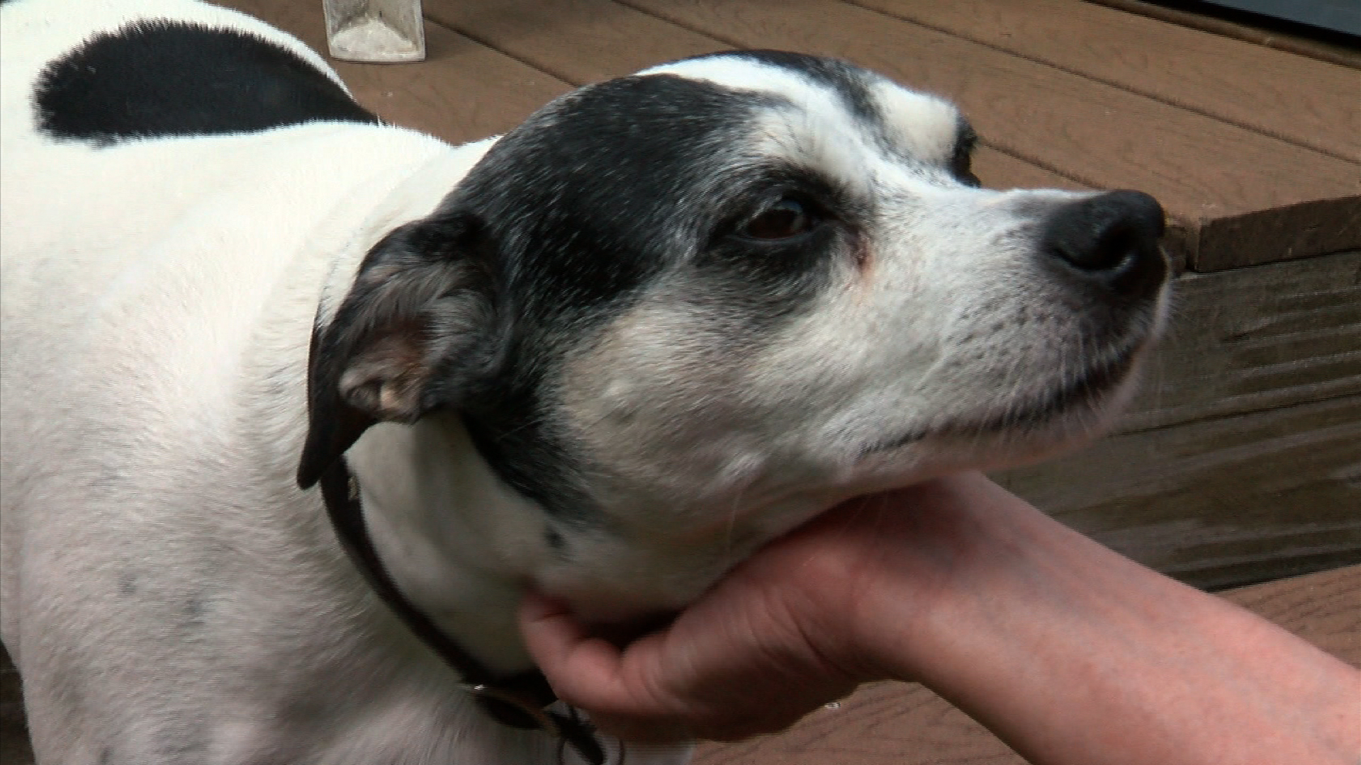 Lola, dog that survived poisoning (credit: CBS)
