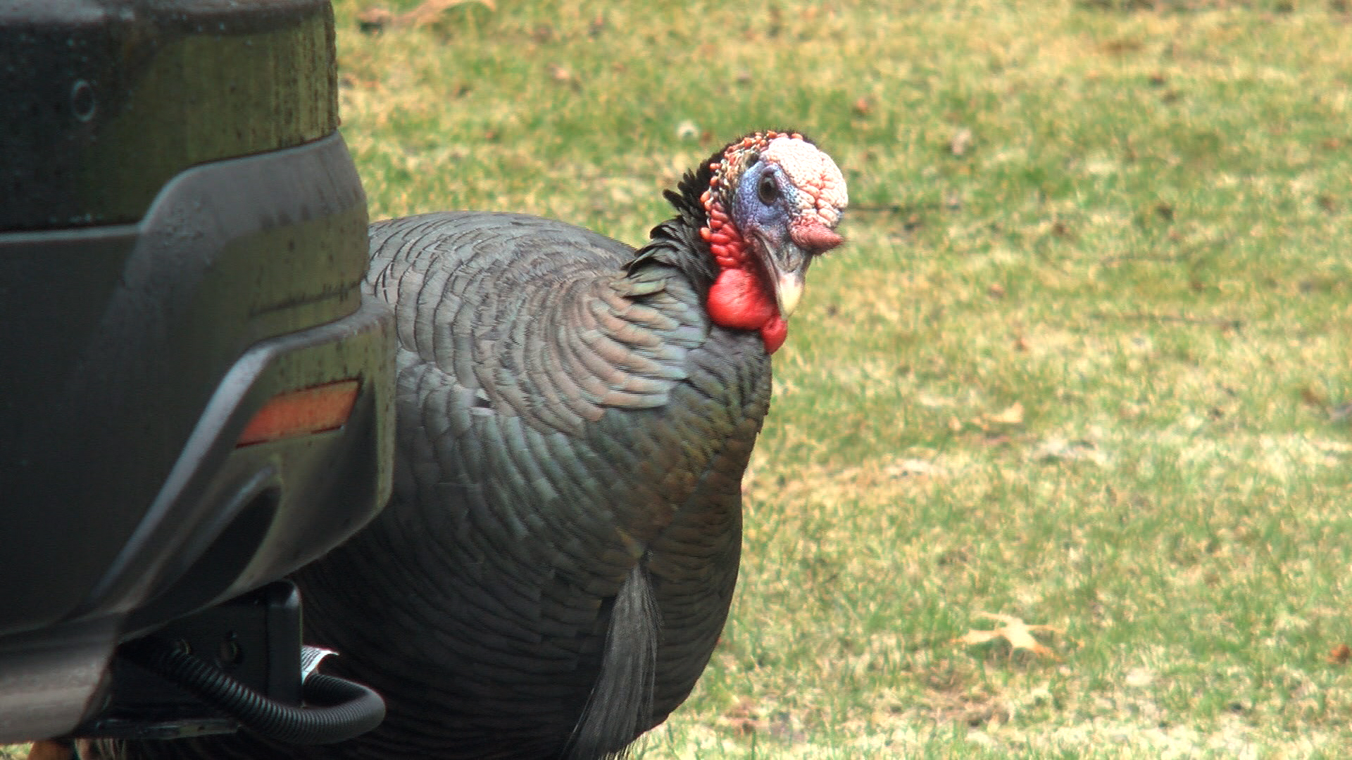 Wild Turkeys Taking Over Minnesota – WCCO | CBS Minnesota1500 x 843
