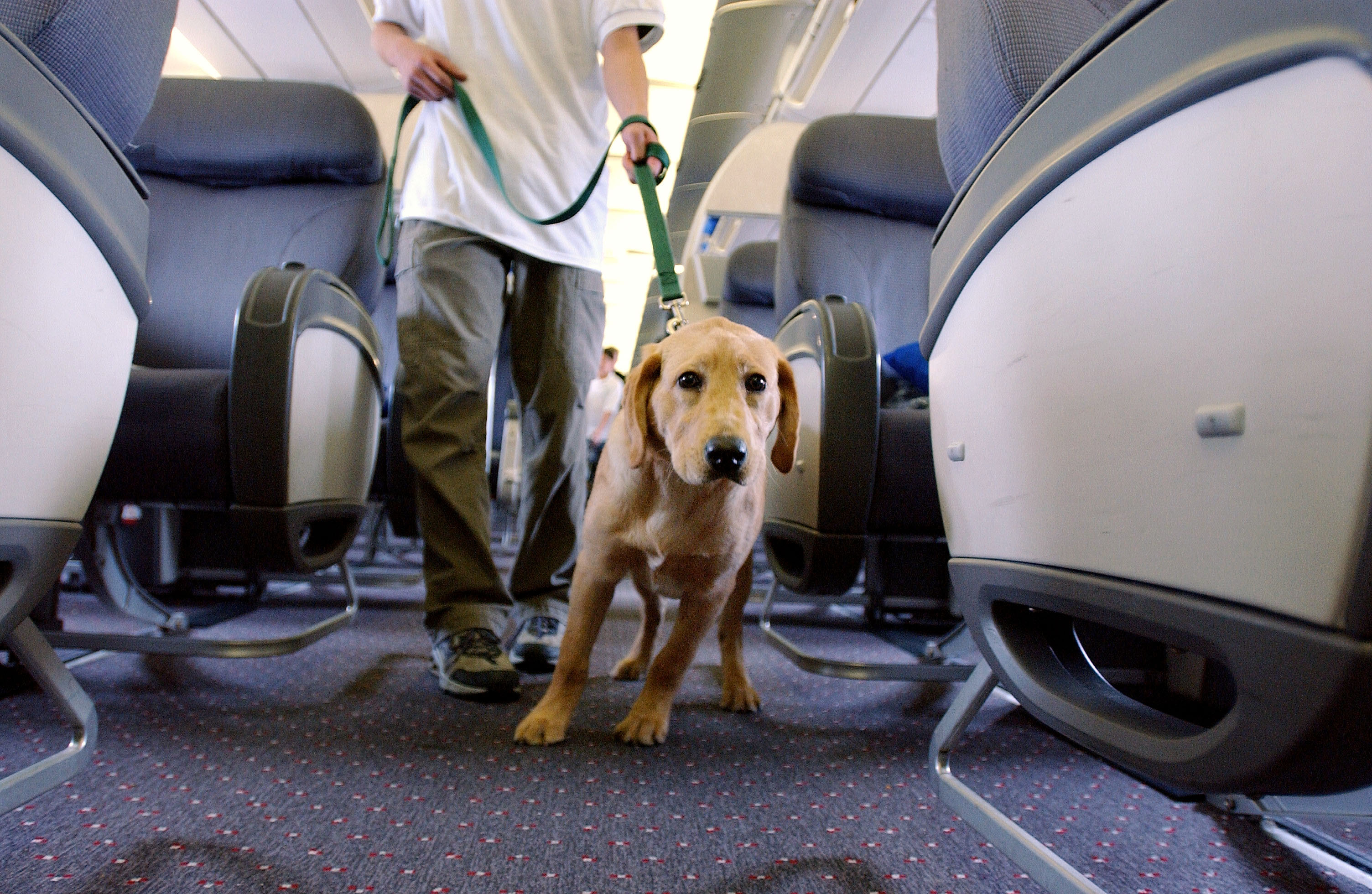 Flying Delta With Support Animal? Have A Behavior Voucher Handy – WCCO