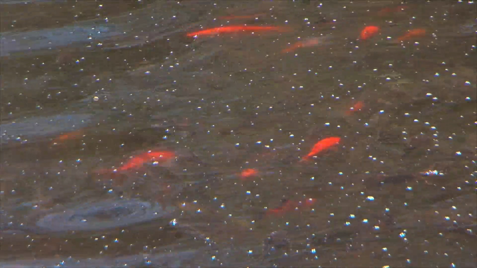 Goldfish: Carver County's Surprisingly Formidable Invasive Species – WCCO |  CBS Minnesota