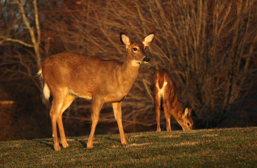Over 80% Of Iowa Deer Sampled In Study Found To Have COVID-19