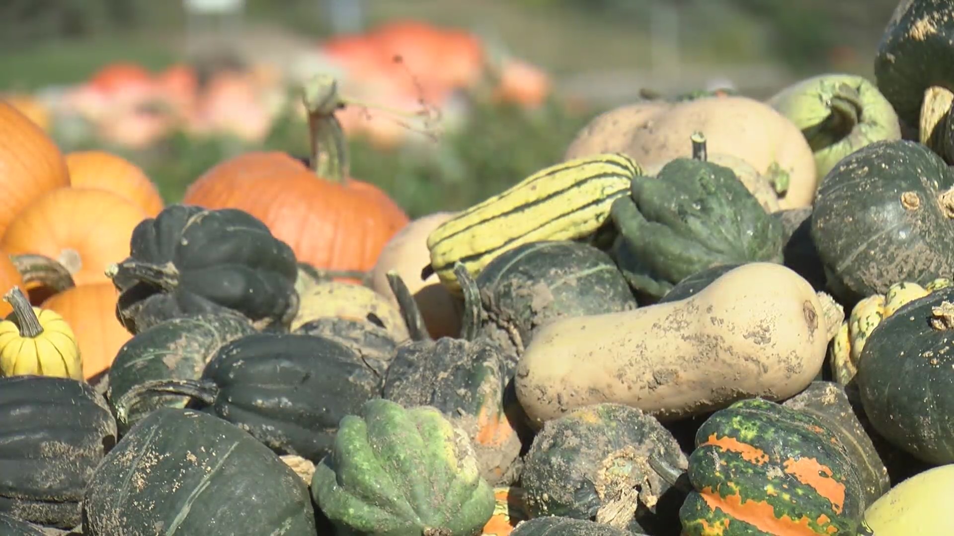 ‘Farming Is A Gamble’: Some Minnesota Pumpkin, Apple Farms Seeing Smaller Yields Amid Drought
