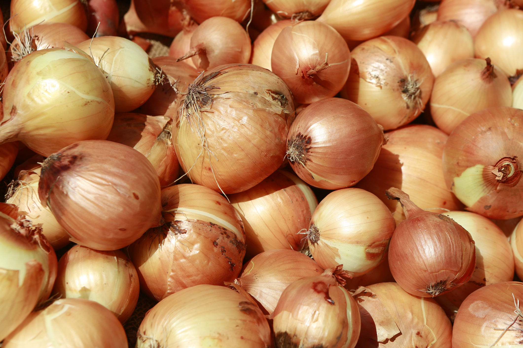 23 Minnesotans Sickened In Nationwide Salmonella Outbreak Tied To Imported Onions