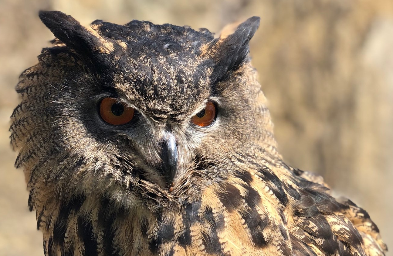 Minnesota Zoo Seeks Help Finding Owl That Flew Off During Training Session