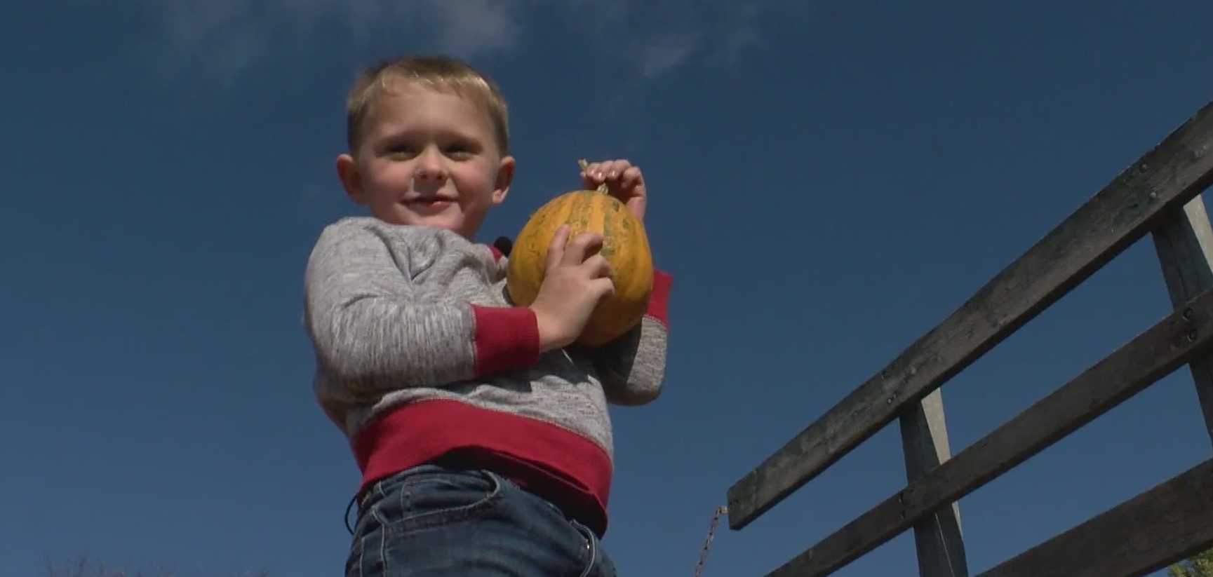5 y/o sells pumpkins to raise money