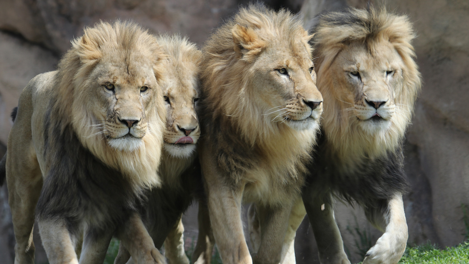 11 African Lions Test Positive For COVID At Denver Zoo