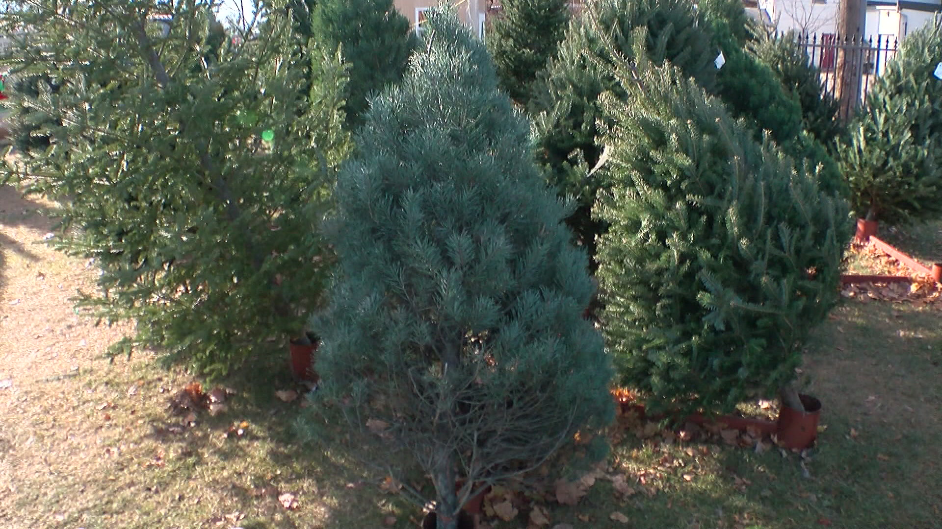 ‘Never Let It Run Out Of Water’: Many Christmas Trees Drier Than Normal Due To Drought