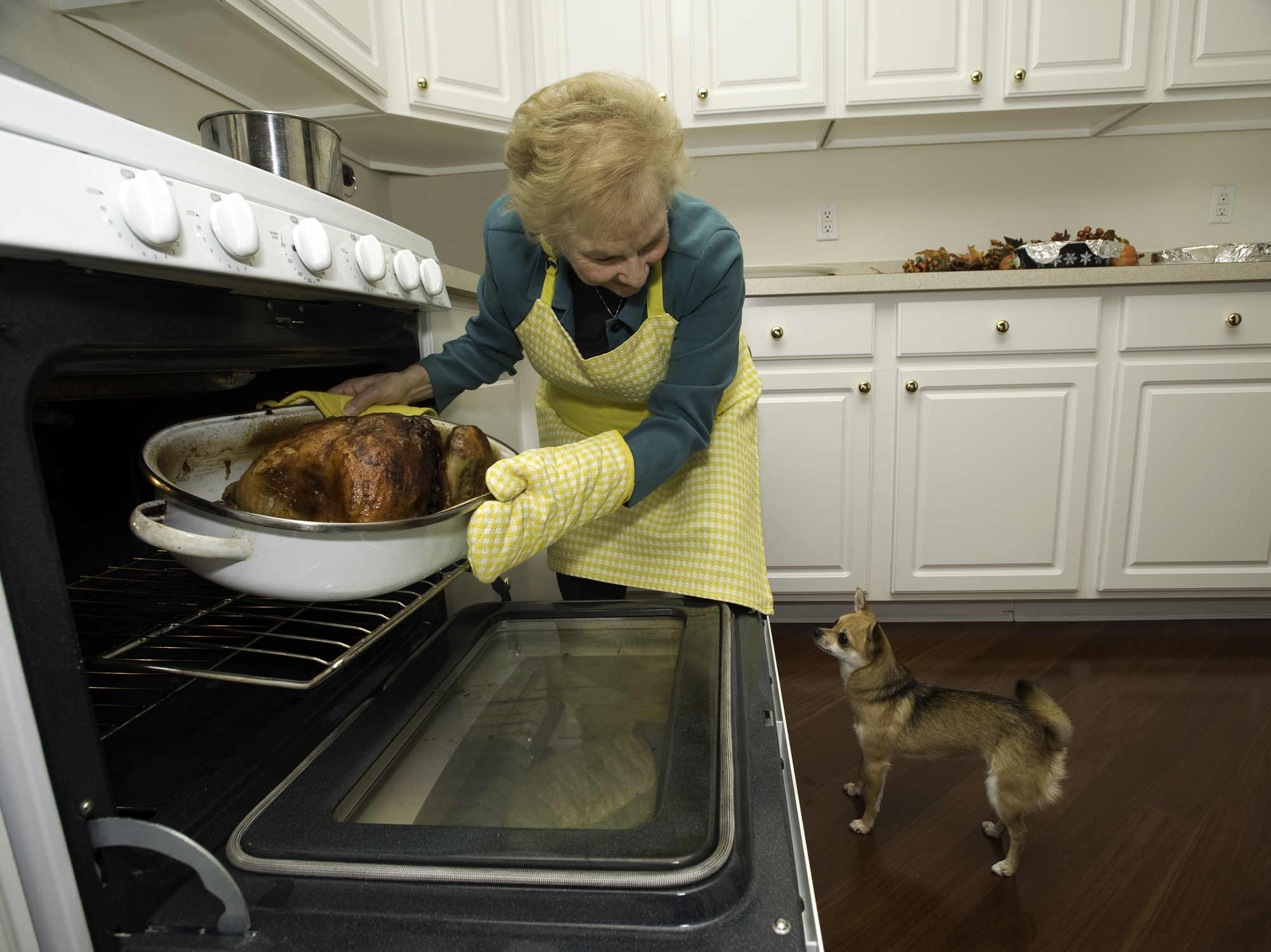 What Your Pet Can And Can’t Eat From The Thanksgiving Table