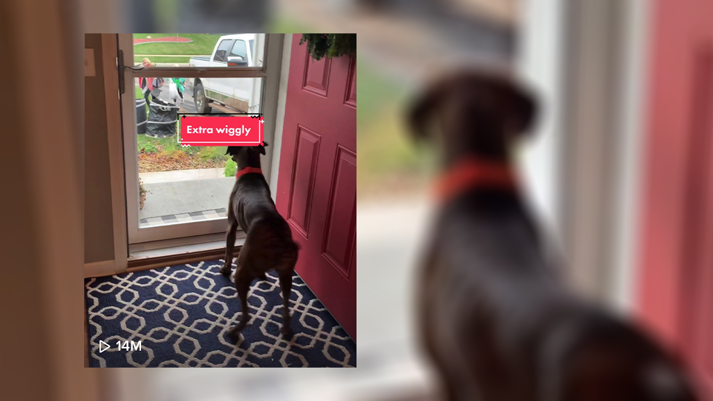 Minnesota Dog Known For ‘Wiggly Joy’ Goes Viral On TikTok
