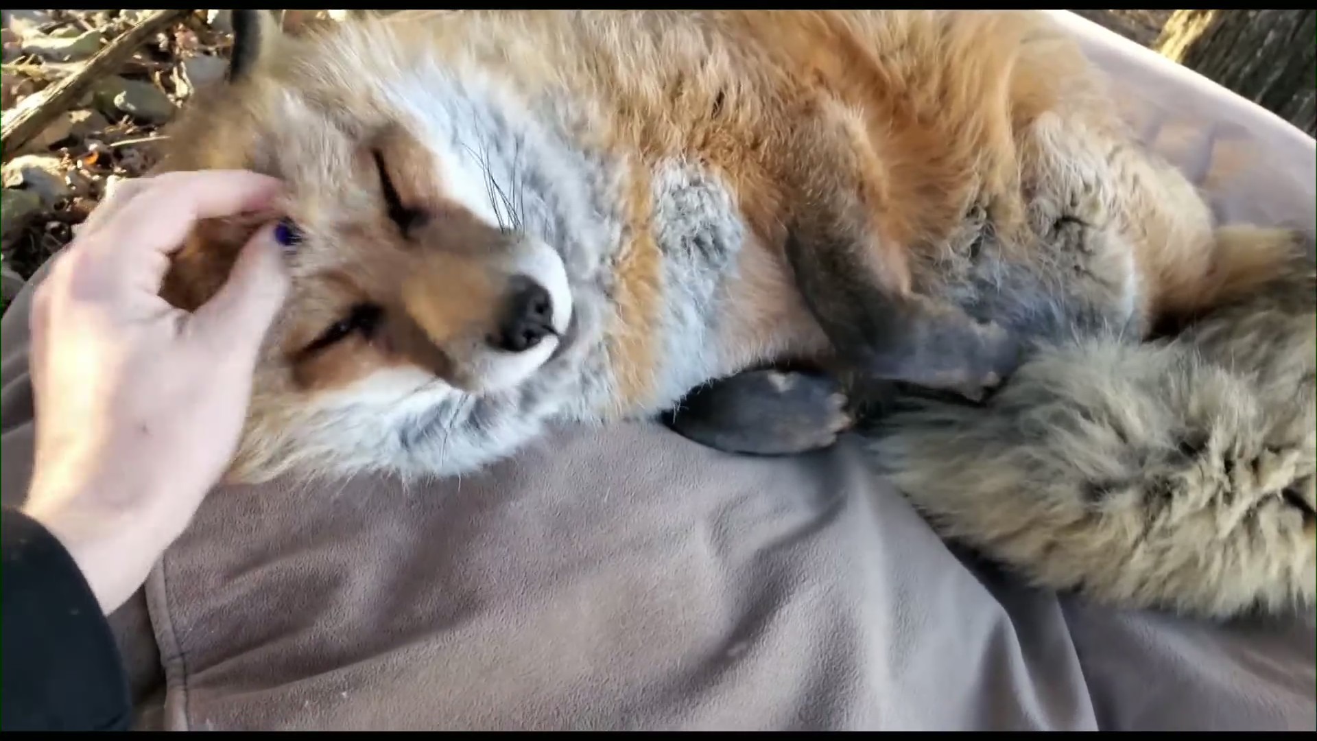 Minnesota Fox Rescue Group Gets National Attention After Viral Video
