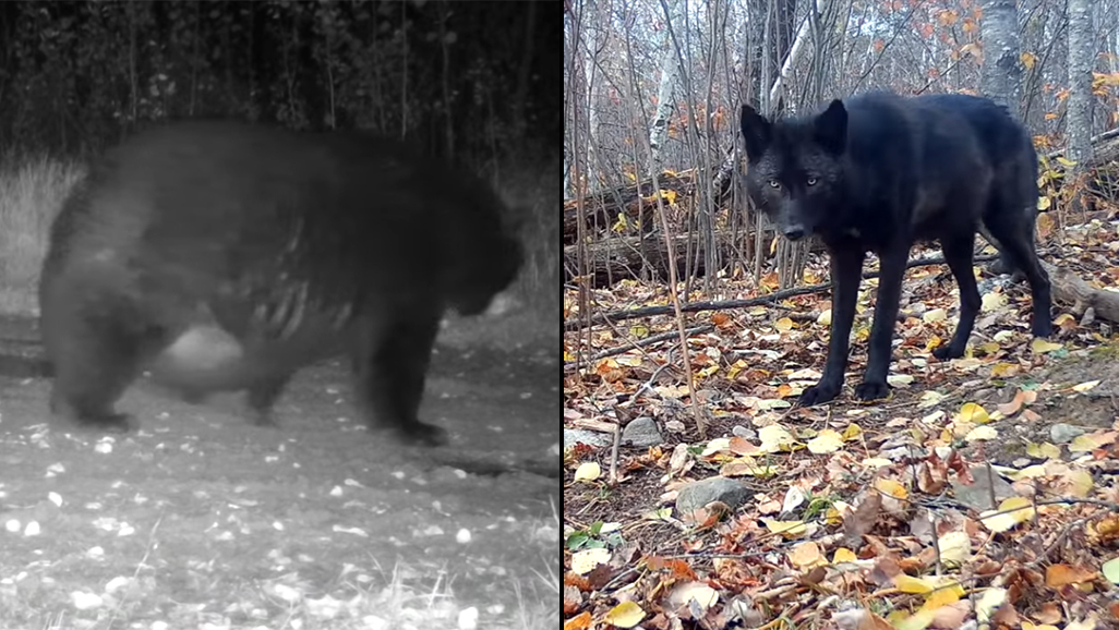 Plump bear, black wolf captured on trail cameras