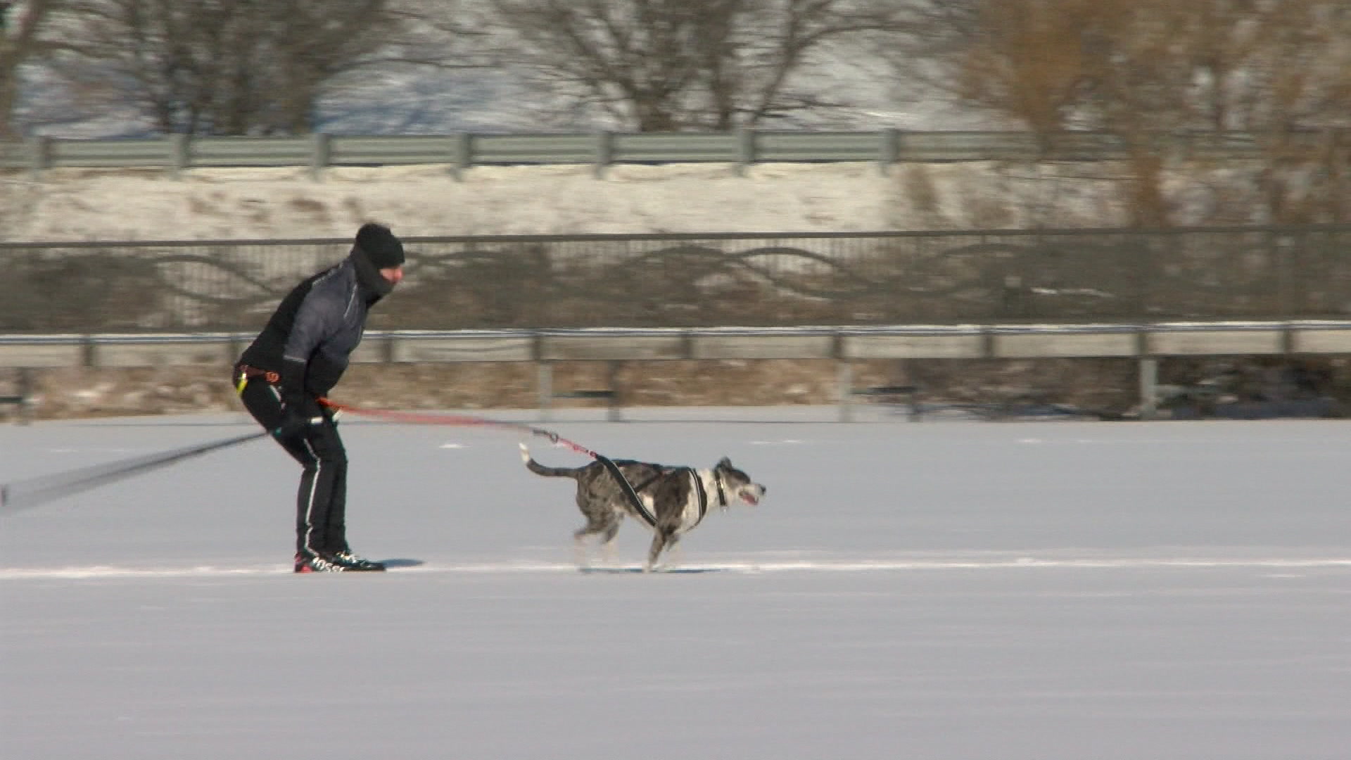 How Skijoring Became So Popular In Minnesota