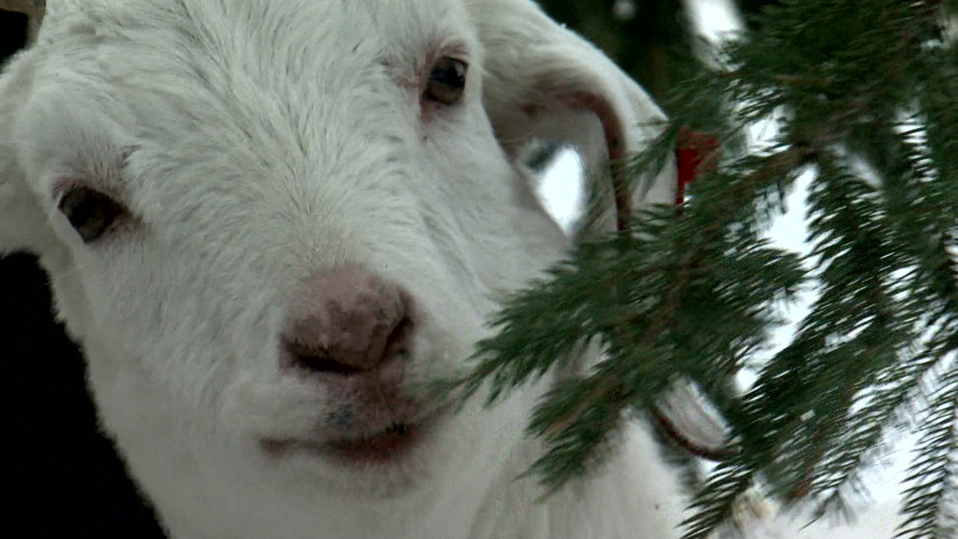 These Goats Will Happily Eat Your Old Christmas Tree