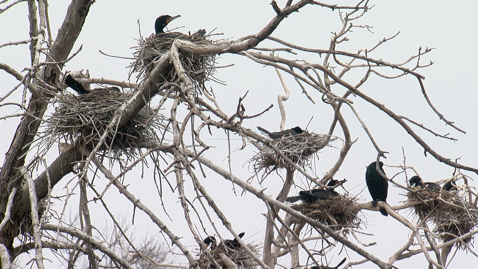 Birds Of Different Feathers Flock Together At Fergus Falls Rookery