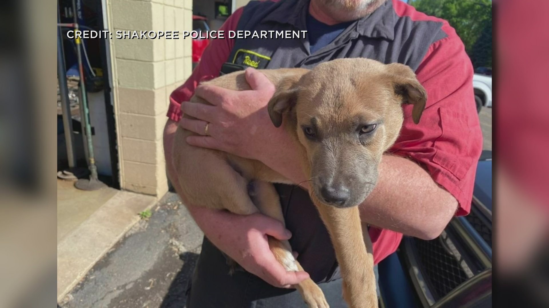 Puppy Rescued After Being Found Abandoned, Injured Inside Shakopee Dumpster